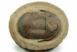 Well Preserved Asaphid Trilobite - Fezouata Formation #372411-1